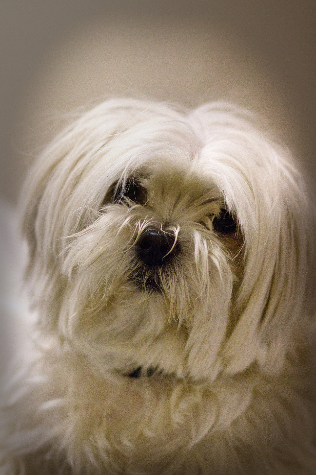 Maltese dog photo courtesy of Pixabay